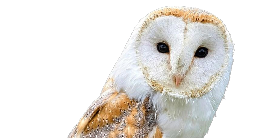 Image Comparison - Después