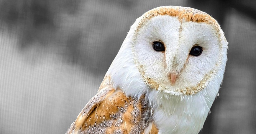 Image Comparison - Antes